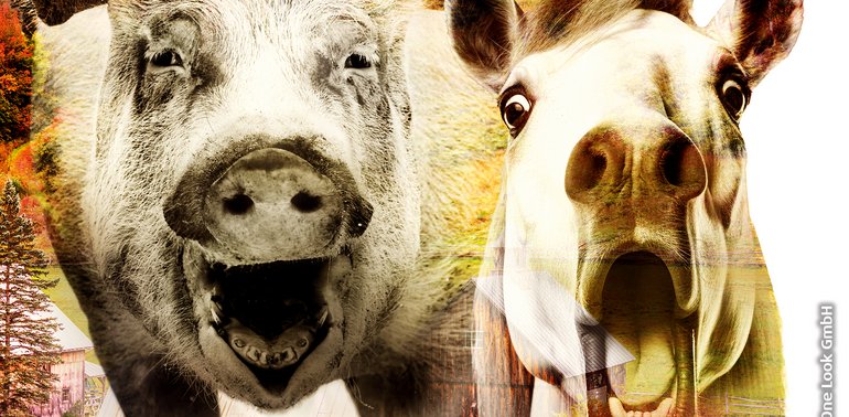 Farm der Tiere – Das Musical (15+)